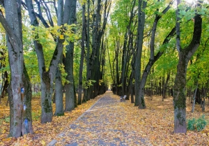 Кусковский лесопарк