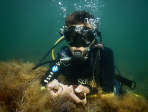 Ластоногие