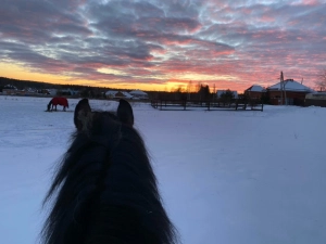 Конный двор