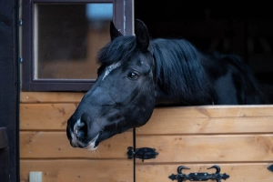 Конный двор