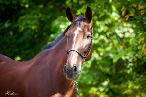 Конный прокат