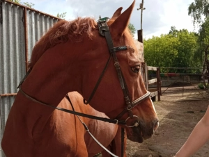 Школа верховой езды Резонанс
