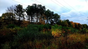 Алтуфьевский комплексный заказник