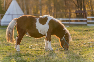 Зооферма Шихово