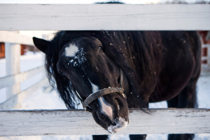 Контактная деревня