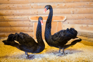 Контактная деревня