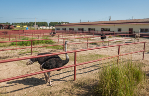 Русский страус