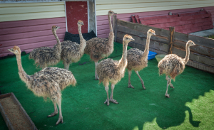 Русский страус