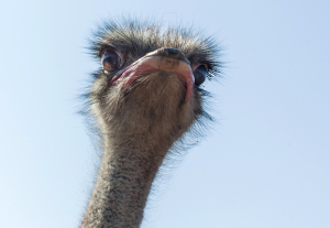 Русский страус