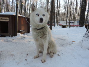 Хаски-парк Большое приключение с хаски