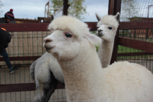 Российские альпаки