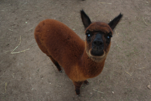 Российские альпаки