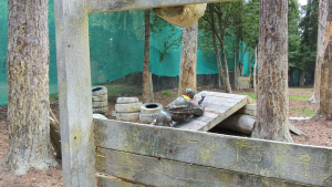 Пэйнтлэнд Парк