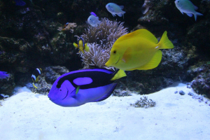 Sochi Discovery World Aquarium