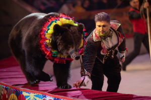 Сочинский государственный цирк