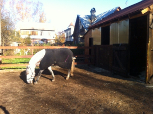 Конный клуб 