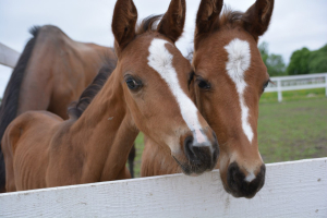 Конно-спортивный клуб им. Юлии Русаковой