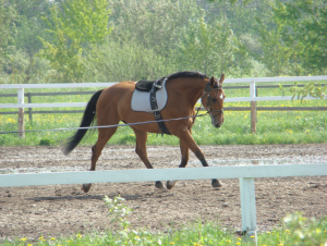 Конно-спортивный клуб им. Юлии Русаковой