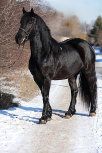 Пегашкин Двор