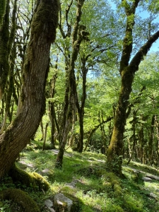 Каньон Псахо