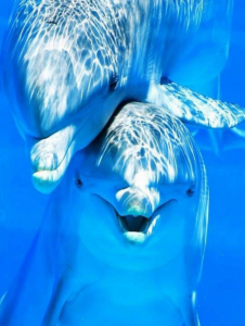 Дайвинг Центр