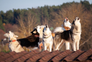 Хаски-деревня Русская Аляска