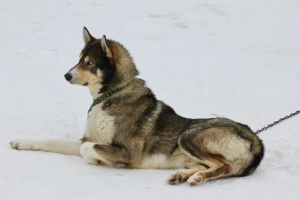 Хаски-деревня Русская Аляска