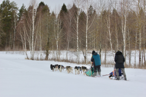 Хаски-деревня Русская Аляска
