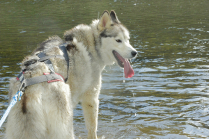 Хаски-деревня Русская Аляска