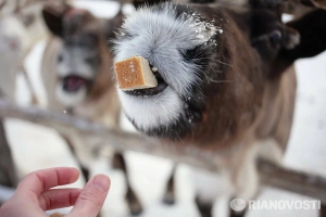 Северный олень