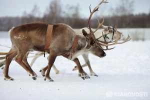 Северный олень
