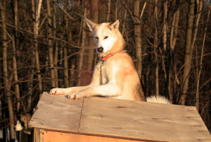 Клуб на хаски от Кузьминок ДО Аляски