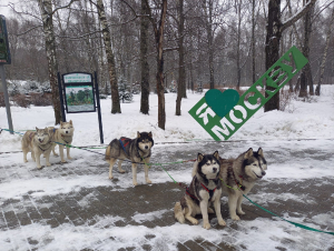 Клуб на хаски от Кузьминок ДО Аляски