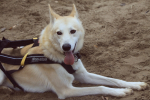 Клуб на хаски от Кузьминок ДО Аляски