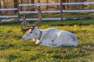 Зооферма Шихово