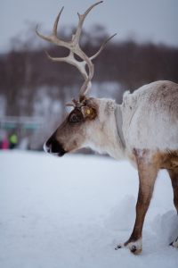 Зооферма Шихово