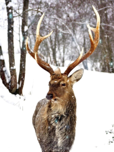 Зооферма Шихово