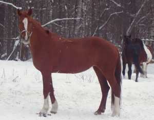 Конный двор Яуза