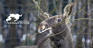 Национальный парк Лосиный остров