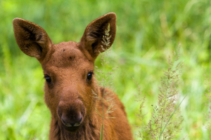Национальный парк Лосиный остров