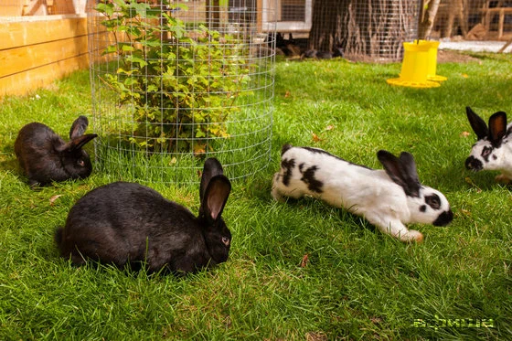 Городская ферма