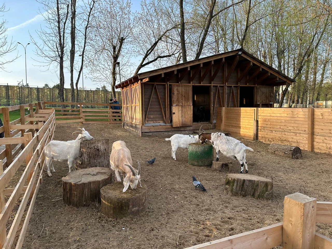 Городская ферма