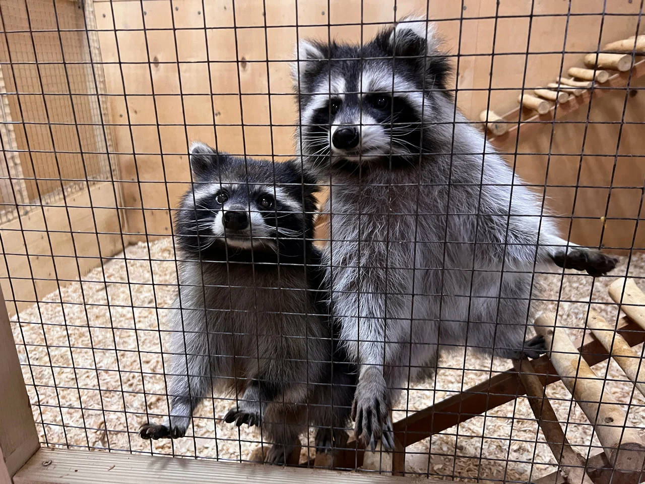 Страна ЕнотиЯ