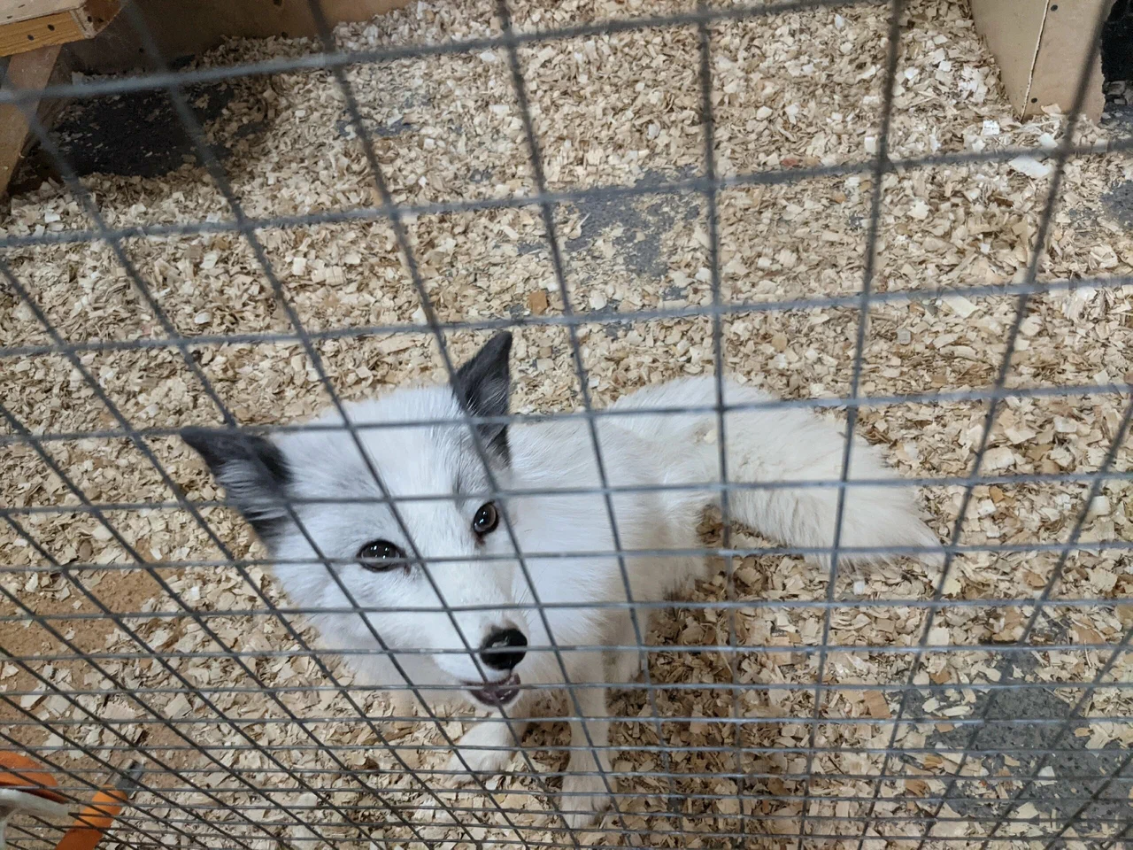 Страна ЕнотиЯ