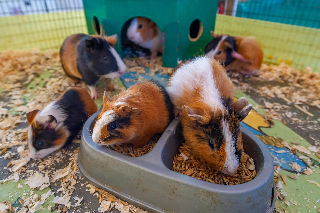 Контактный зоопарк ZOO-mini