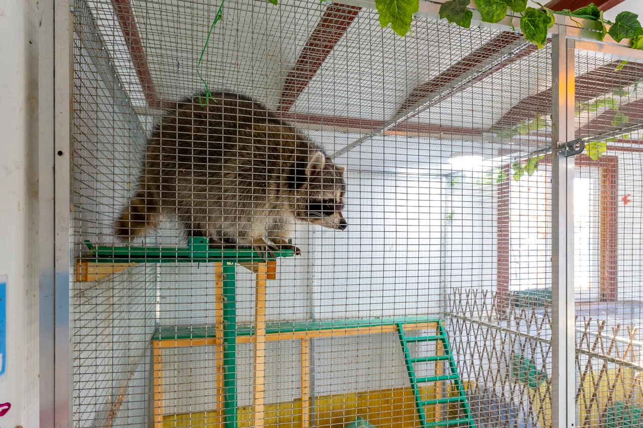 Контактный зоопарк ZOO-mini