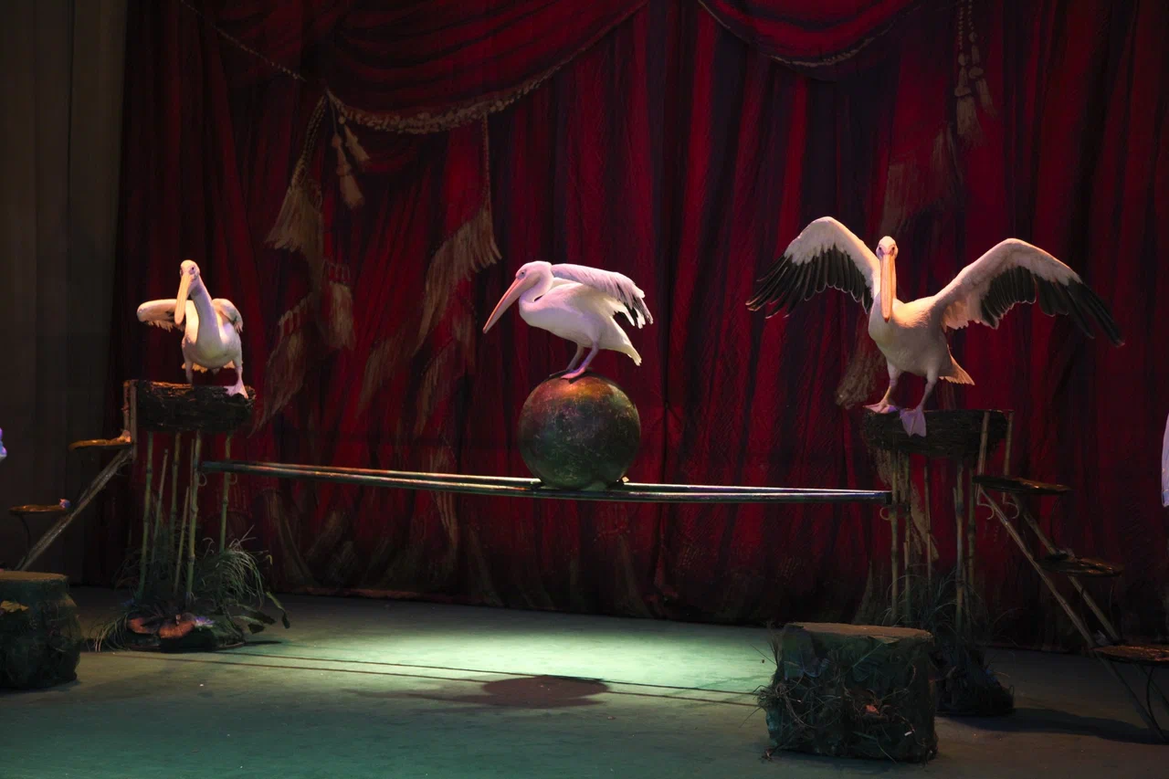 Уголок дедушки Дурова