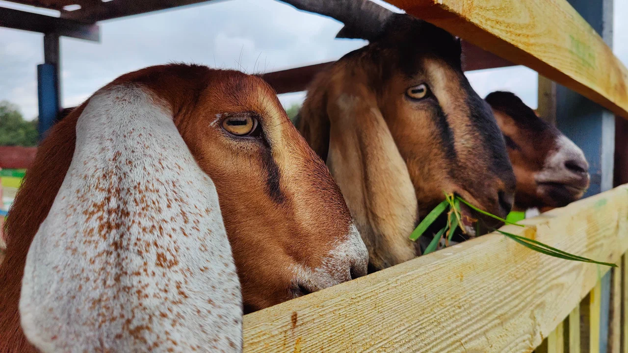 Страусленд - страусиная ферма в Подмосковье