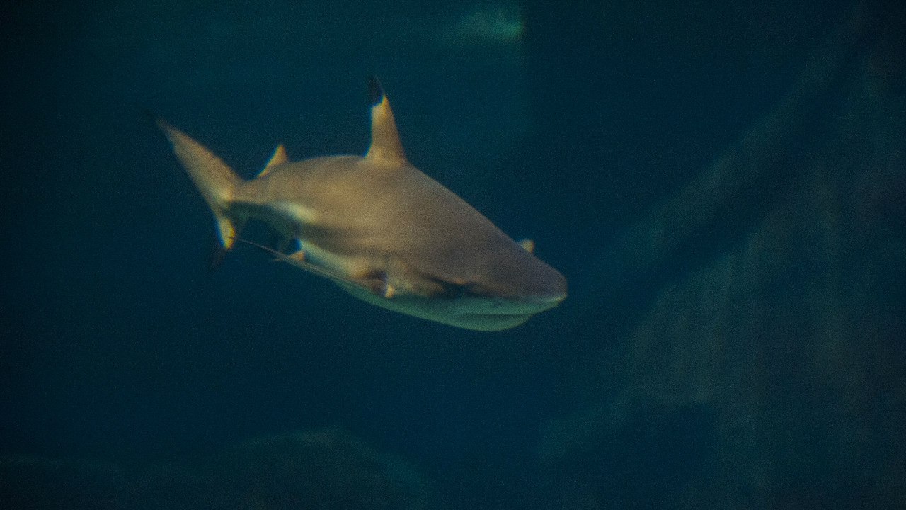 Sochi Discovery World Aquarium