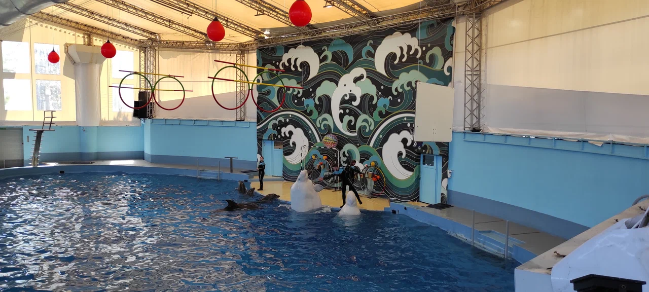 Большой Сочинский дельфинарий